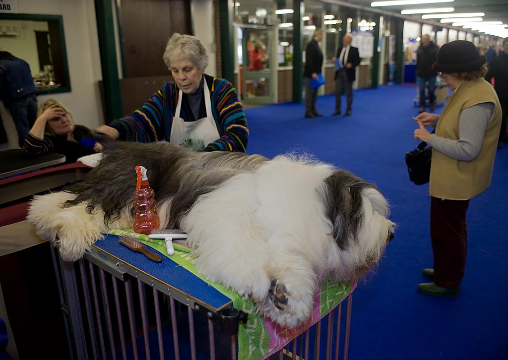 Manchester Dog show