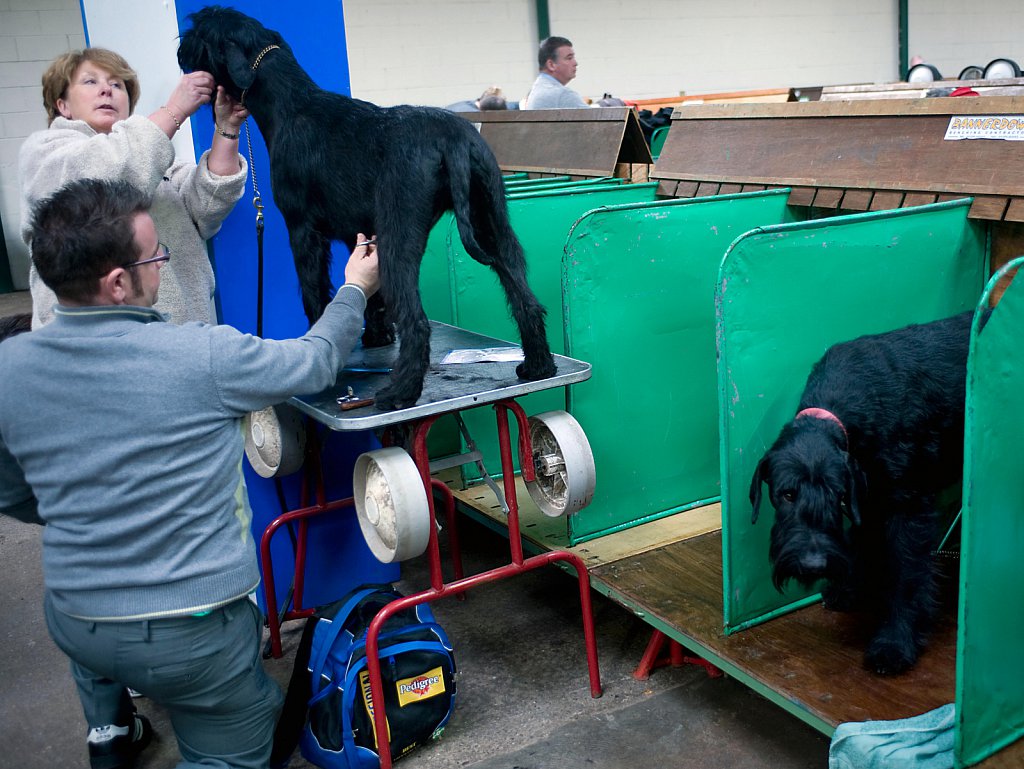 Manchester Dog show