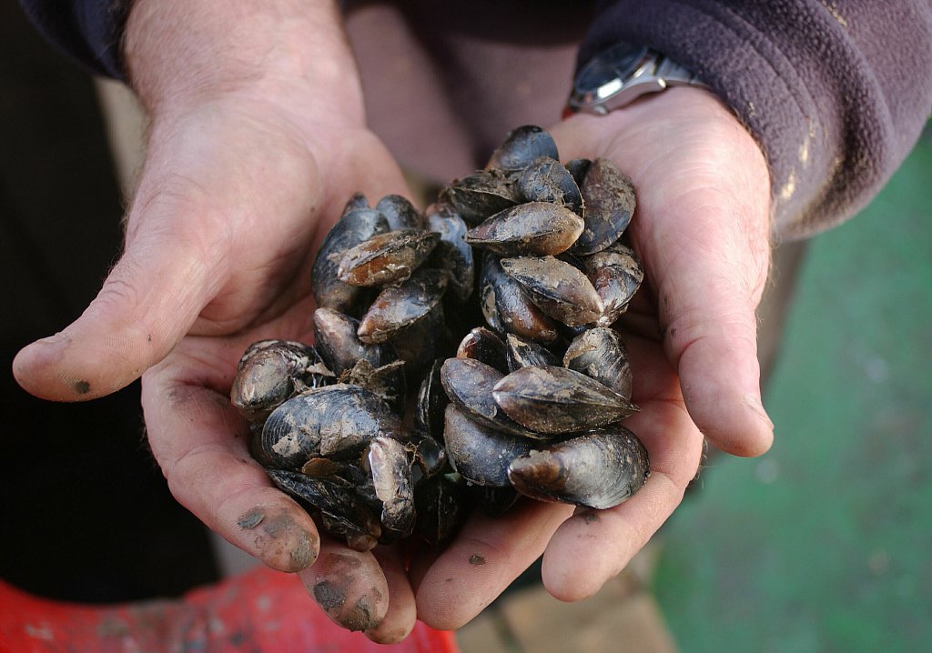 barber-wash-mussel-fishermenbarber-wash-mussel-fishermen10.jpg