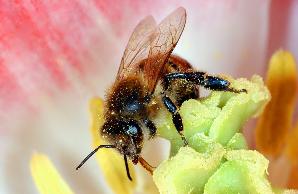 Bees harvesting pollen from sunflowers