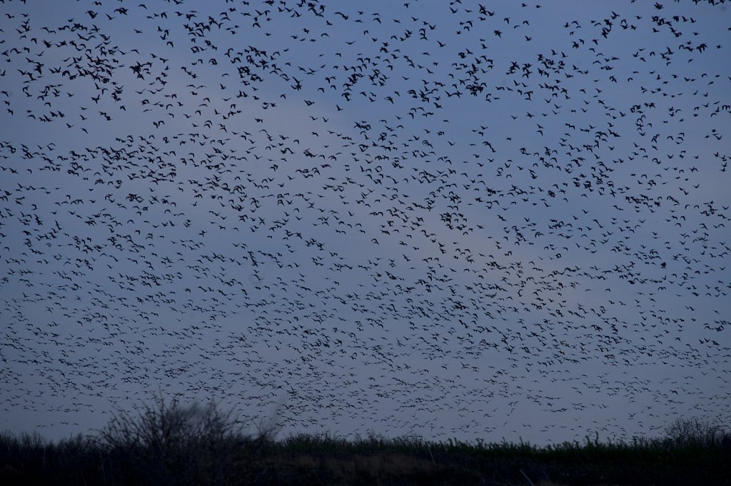 barber-pink-footed-geese01.jpg