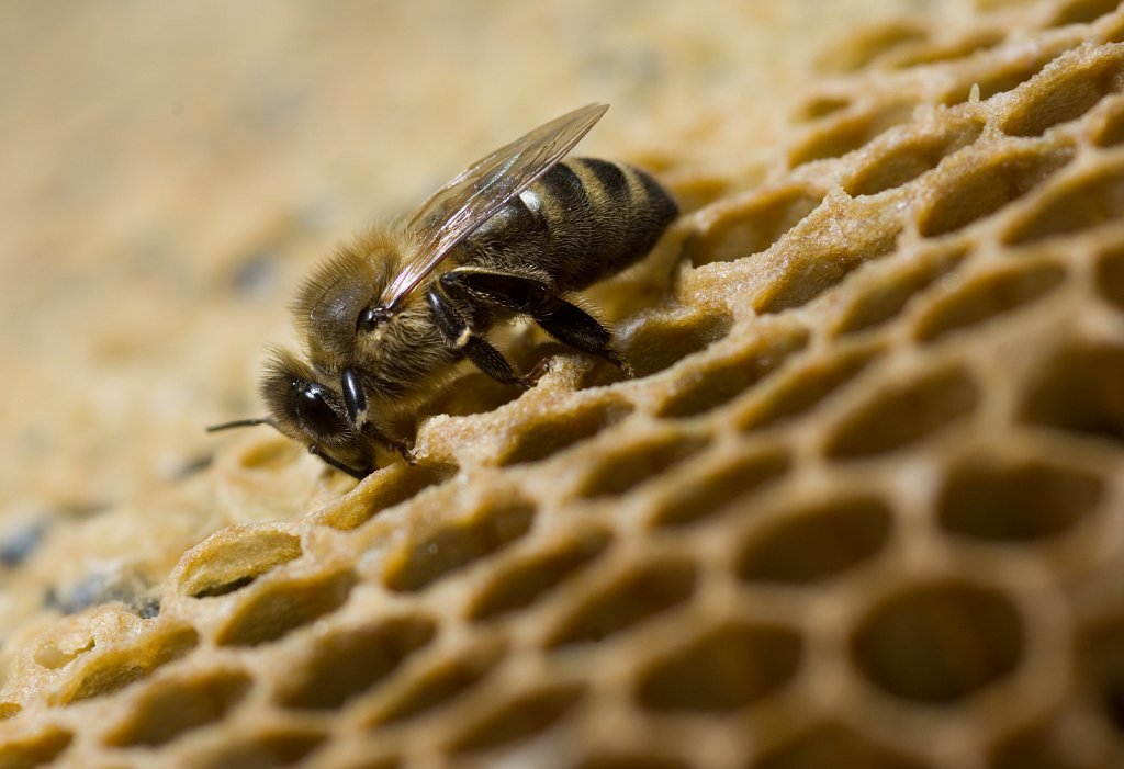 barber-bee-honeycomb02.jpg