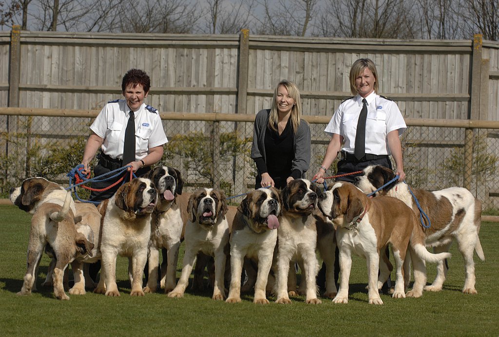 barber-rspca-st-bernard04.jpg