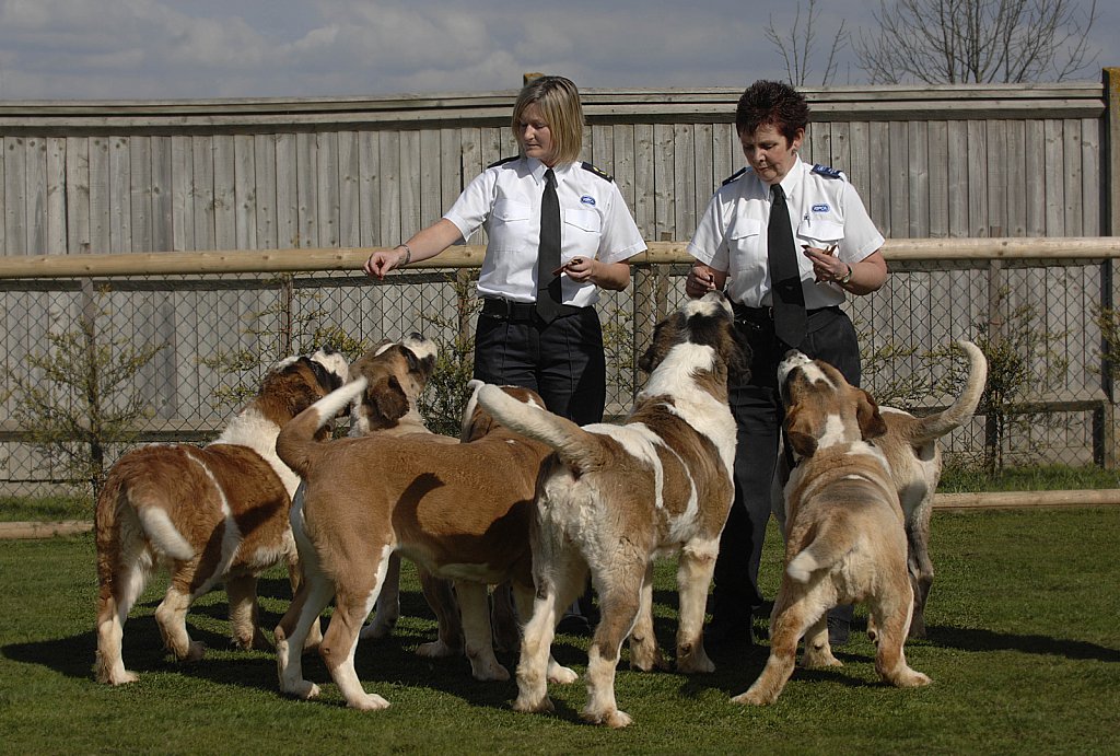 barber-rspca-st-bernard08.jpg