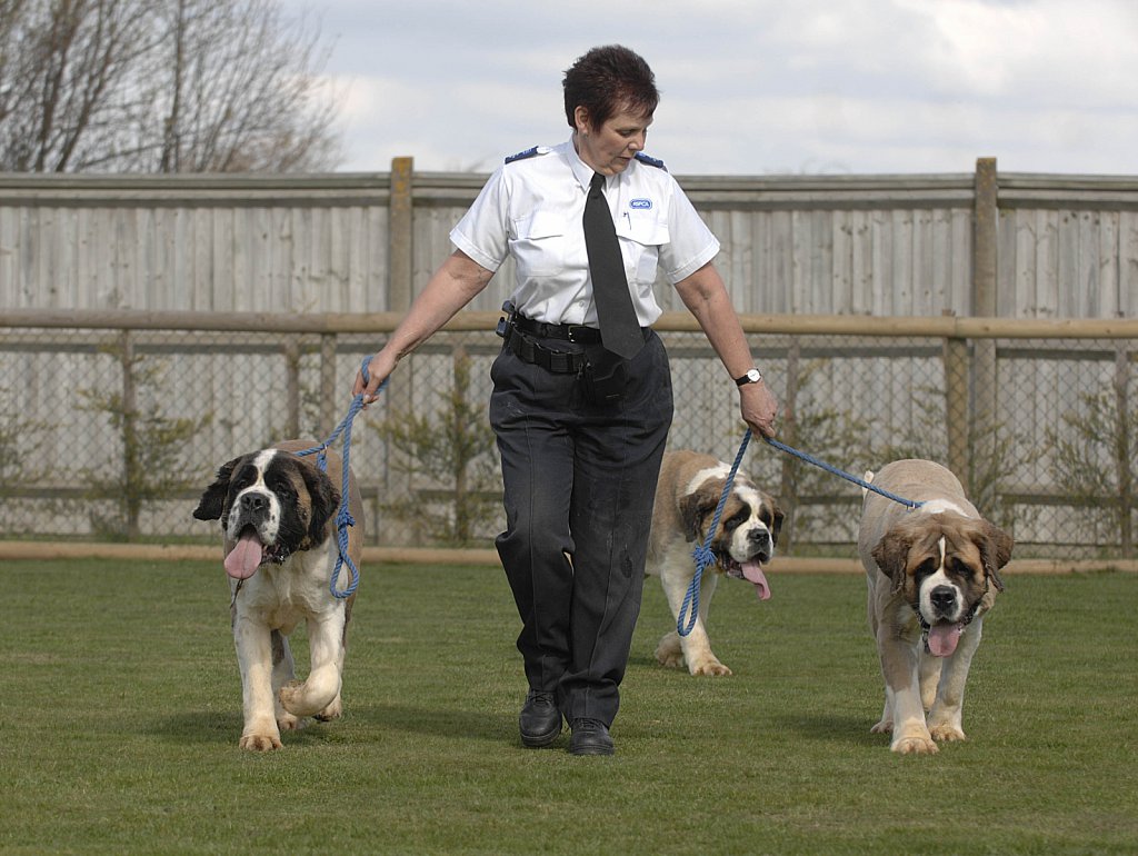 barber-rspca-st-bernard15.jpg