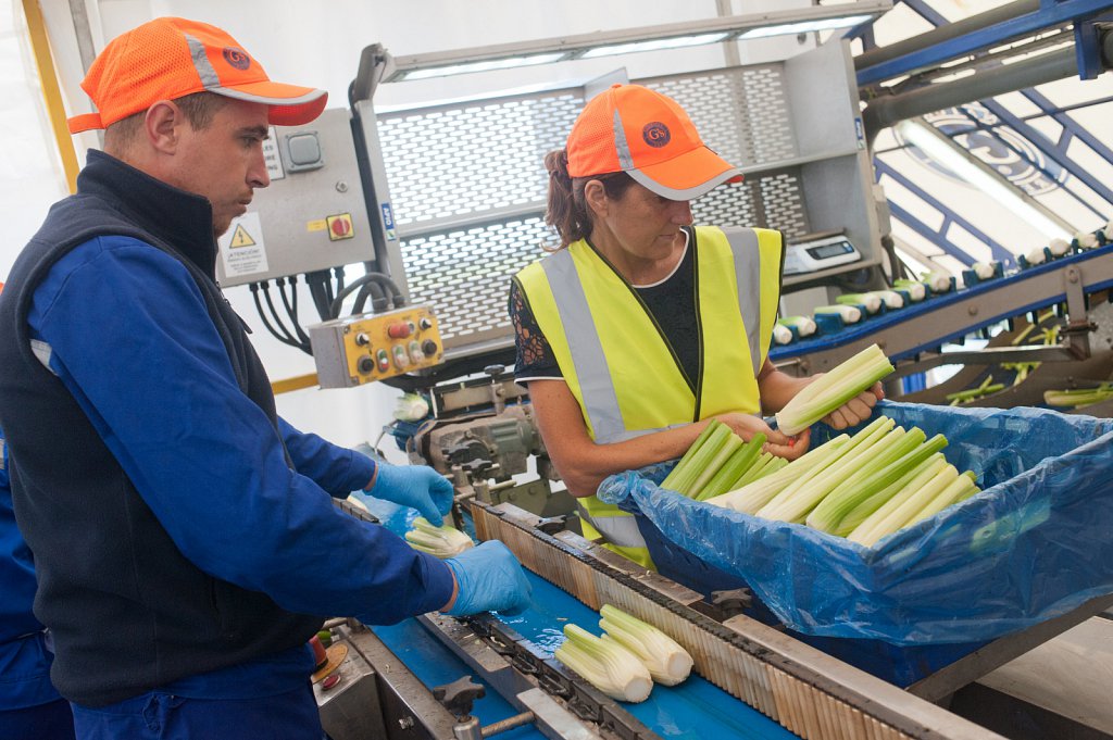 G's celery harvest, Cambridgeshire.