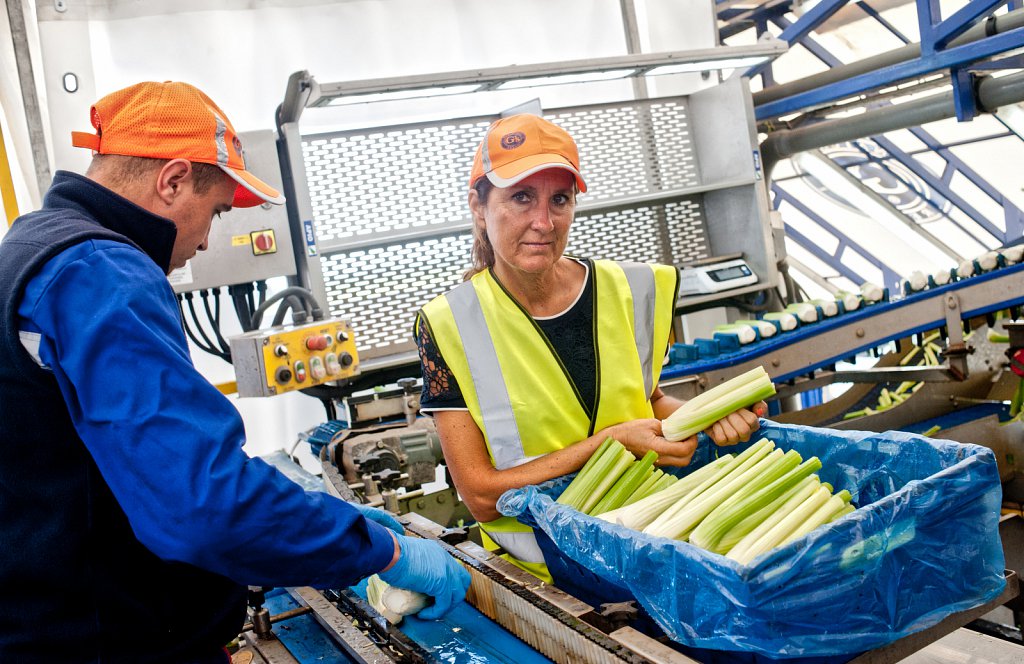 G's celery harvest, Cambridgeshire.