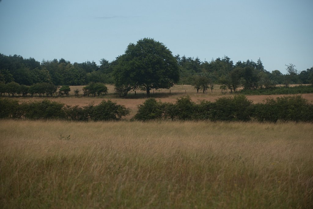 Somerleyton Rewilding