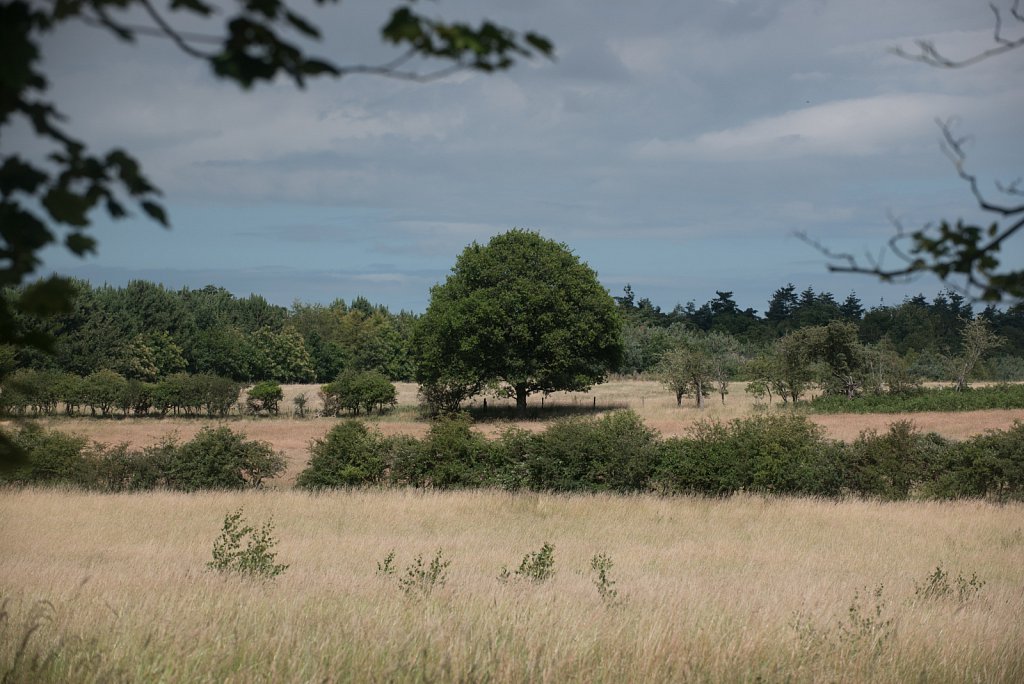 Somerleyton Rewilding