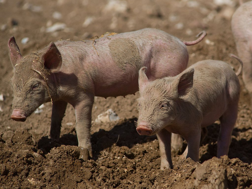 Euston farm drought conditions.