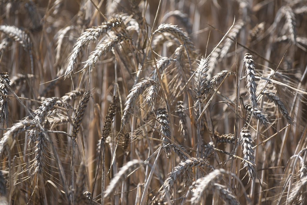 Eustin Farms Wheat Harvest